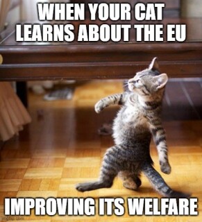 eu-cat.jpg