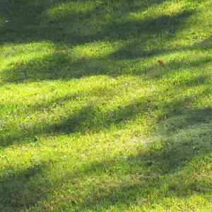 tomgrzybow@diasporasocial.net