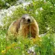 marmotte55@diaspora-fr.org